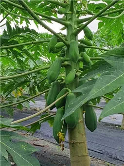 產品圖片